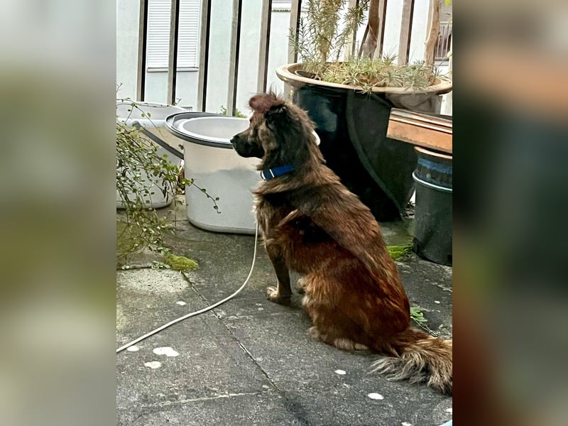 Maci, geboren 14.08.2017, 25cm sucht Geborgenheit (Pflegestelle Deutschland)