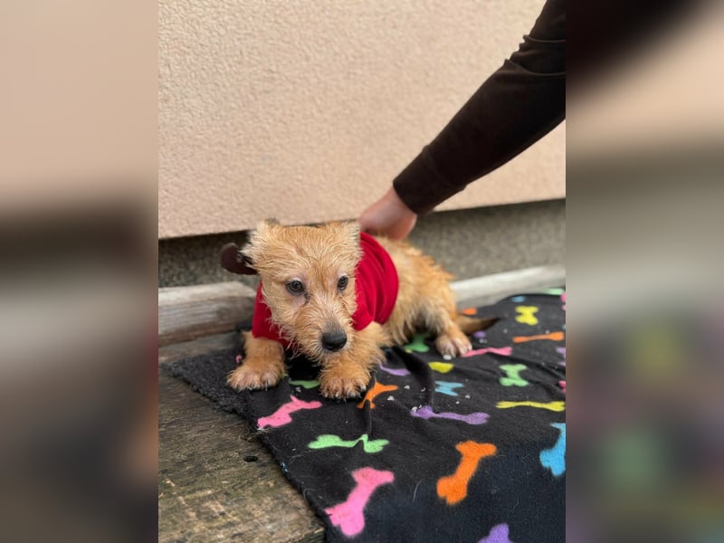 Kaboca, geboren 25.09.2025, 22cm sucht ihr Für-immer-Zuhause