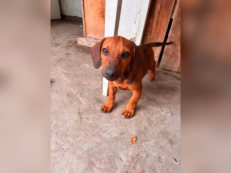 Frodo, geboren 02.03.2026, 25cm sucht sein Happy End