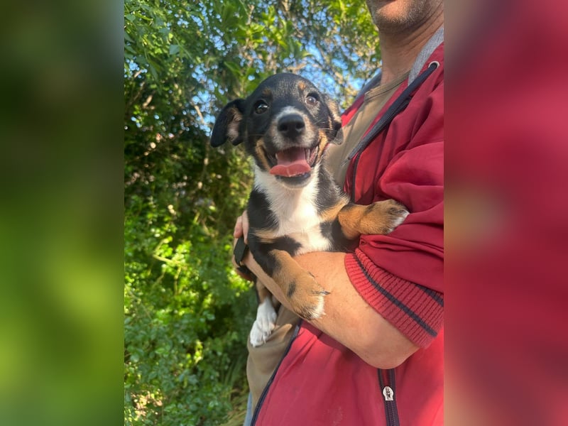Timi, geboren 04.03.2026, 21cm sucht liebevolles Zuhause