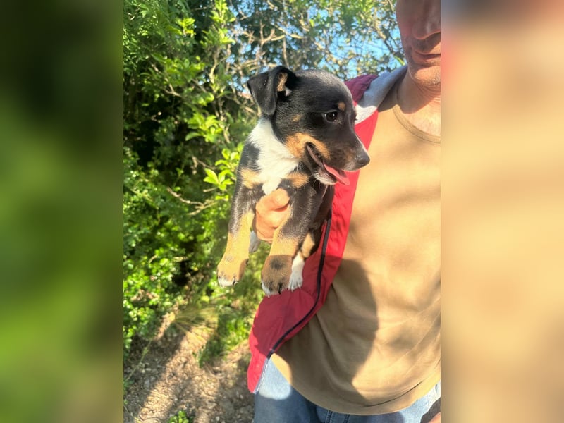 Timi, geboren 04.03.2026, 21cm sucht liebevolles Zuhause