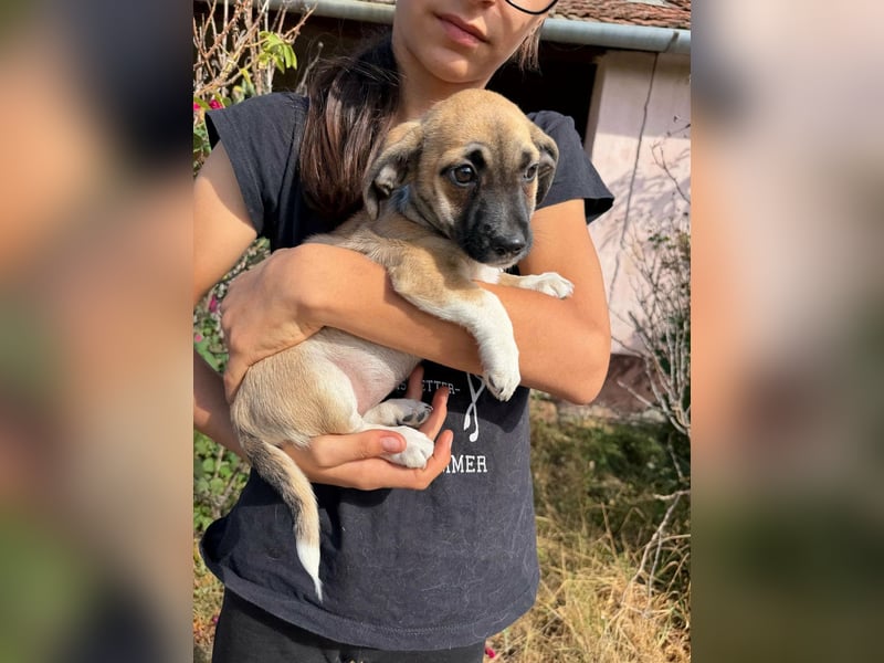 Lea, geboren 05.07.2026, 20cm sucht ihre Chance