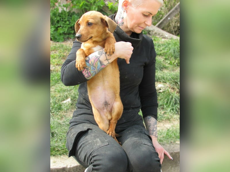 Norman, geboren 01.12.2025, 24cm sucht sein Glück