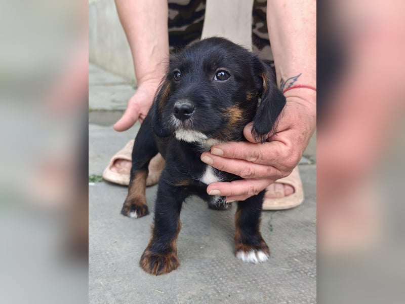 Pablo, geboren 27.03.2026, 21cm sucht sein Zuhause