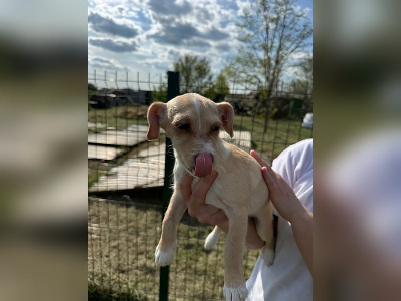 Zserbo, geboren 01.01.2026, 24cm sucht ihr Glück