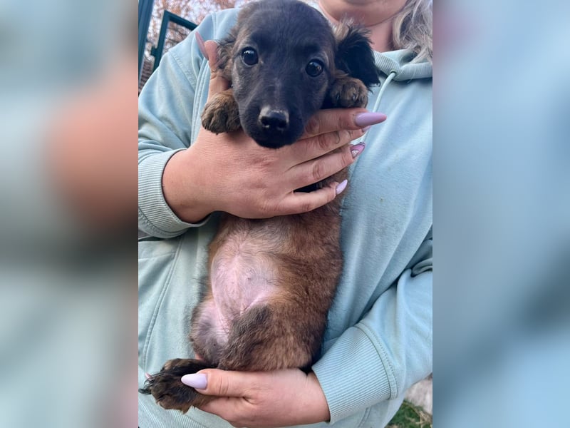 Piri, geboren 30.11.2025, 22cm sucht ihr Menschen