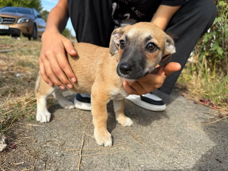 Lara, geboren 05.07.2026, 22cm sucht ihr für immer Zuhause