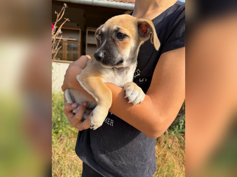 Lara, geboren 05.07.2026, 22cm sucht ihr für immer Zuhause