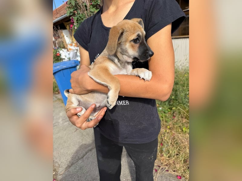 Lara, geboren 05.07.2026, 22cm sucht ihr für immer Zuhause