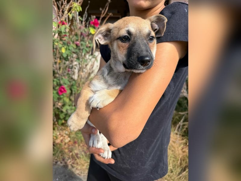 Lara, geboren 05.07.2026, 22cm sucht ihr für immer Zuhause