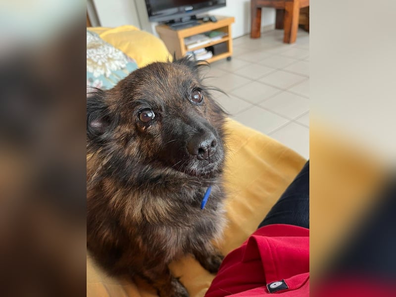 Maci, geboren 14.08.2017, 25cm sucht Geborgenheit (Pflegestelle Deutschland)