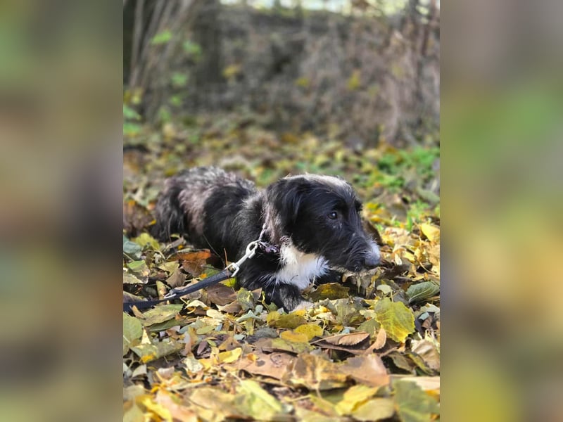 Bogyo, 7 Monate, 24cm sucht ihr Zuhause