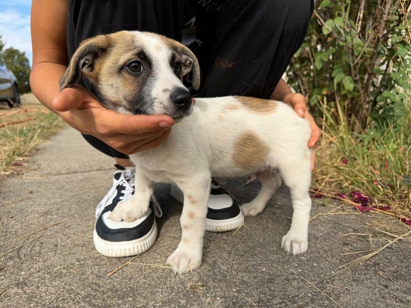 Louis, geboren 05.07.2026, 24cm sucht sein Körbchen