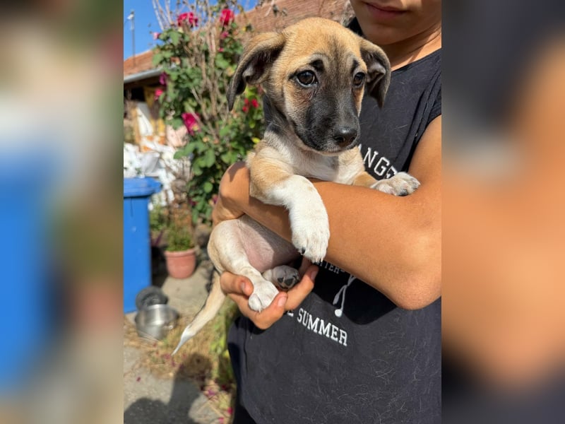 Lea, geboren 05.07.2026, 20cm sucht ihre Chance