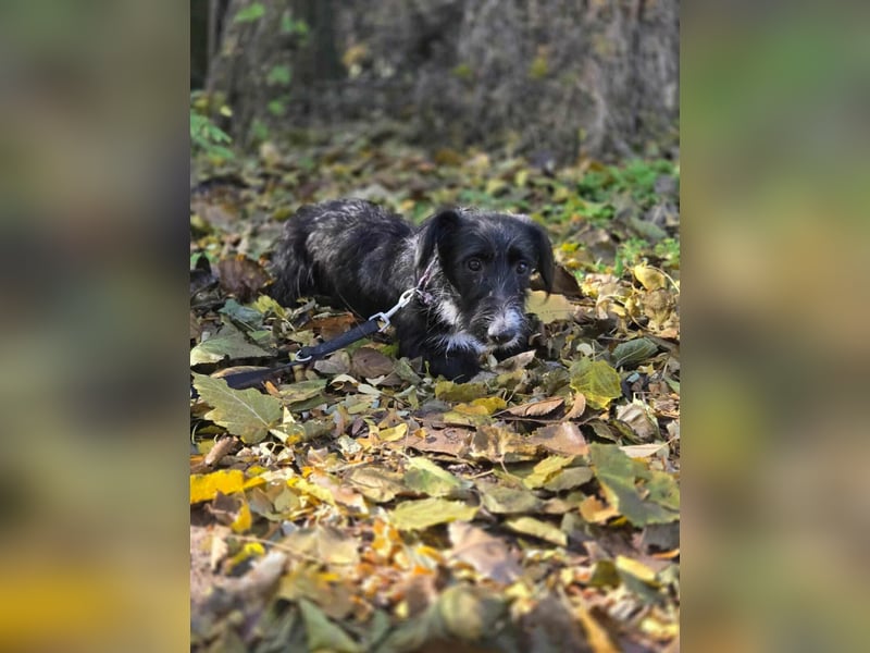 Bogyo, 7 Monate, 24cm sucht ihr Zuhause