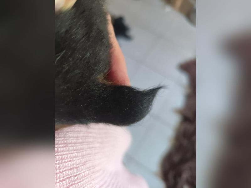 Pablo, geboren 27.03.2026, 21cm sucht sein Zuhause