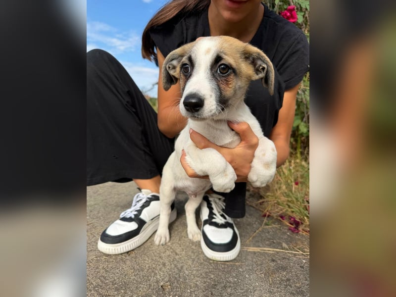 Louis, geboren 05.07.2026, 24cm sucht sein Körbchen