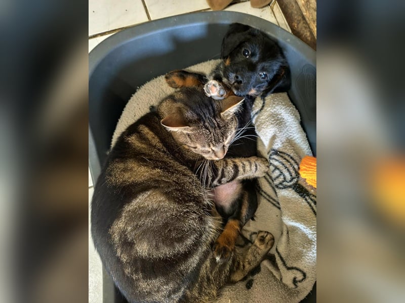 Pablo, geboren 27.03.2026, 21cm sucht sein Zuhause