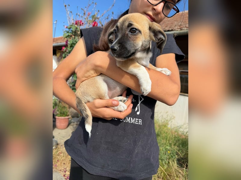 Lea, geboren 05.07.2026, 20cm sucht ihre Chance