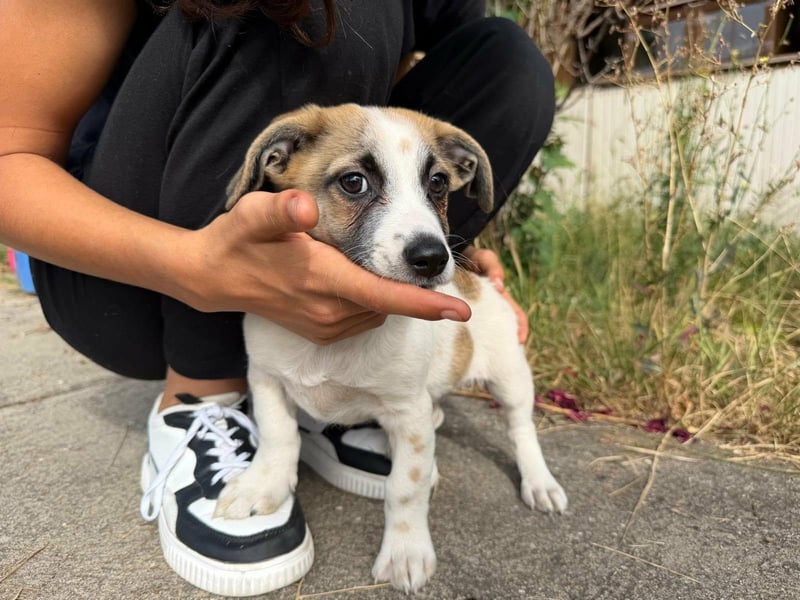Louis, geboren 05.07.2026, 24cm sucht sein Körbchen