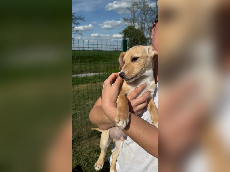 Zigi, geboren 01.01.2026, 25cm sucht seine Familie