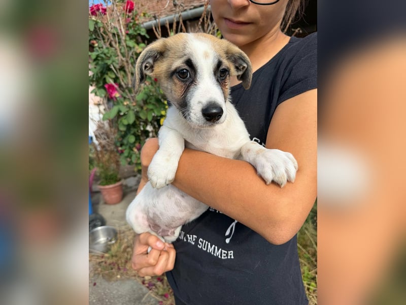 Louis, geboren 05.07.2026, 24cm sucht sein Körbchen