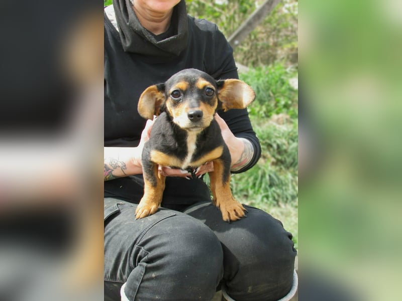 Nika, geboren 01.12.2025, 23cm sucht ihre Chance