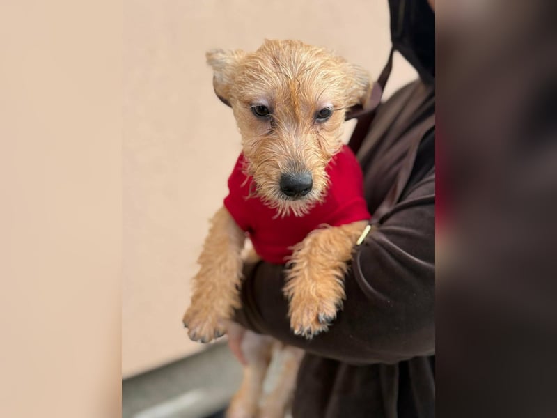 Kaboca, geboren 25.09.2025, 22cm sucht ihr Für-immer-Zuhause