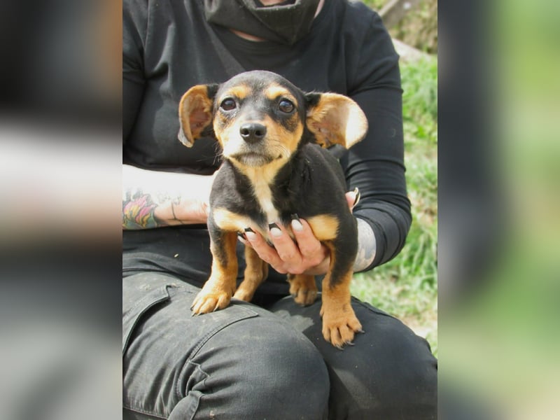 Nika, geboren 01.12.2025, 23cm sucht ihre Chance