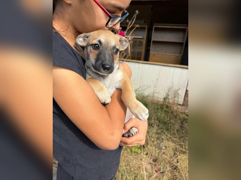 Lara, geboren 05.07.2026, 22cm sucht ihr für immer Zuhause