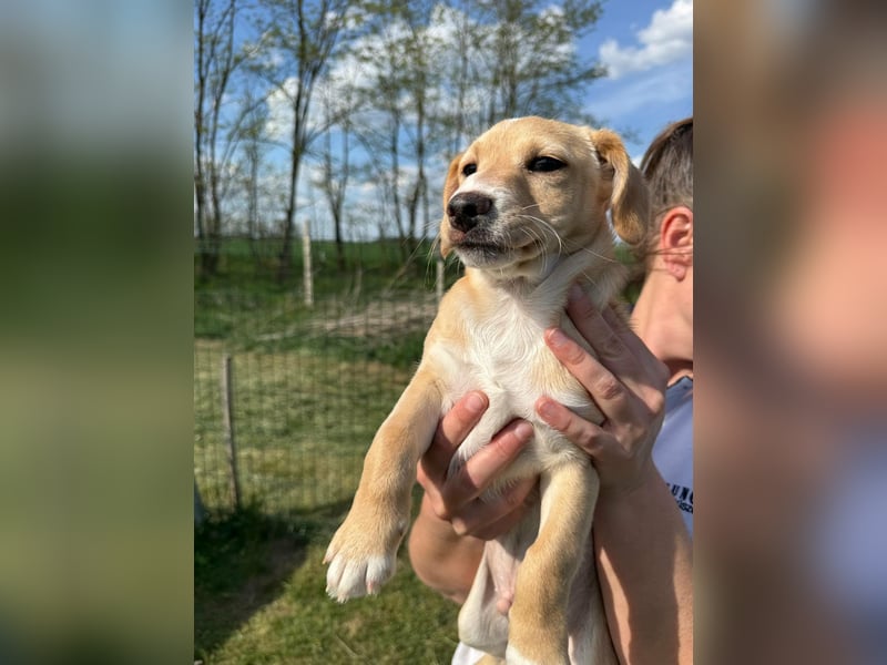 Zigi, geboren 01.01.2026, 25cm sucht seine Familie