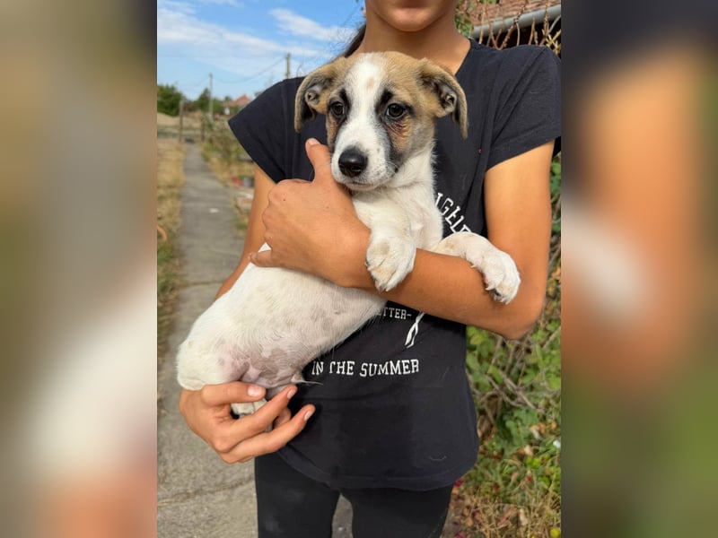 Louis, geboren 05.07.2026, 24cm sucht sein Körbchen