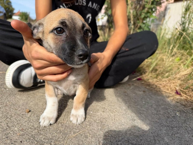 Lea, geboren 05.07.2026, 20cm sucht ihre Chance