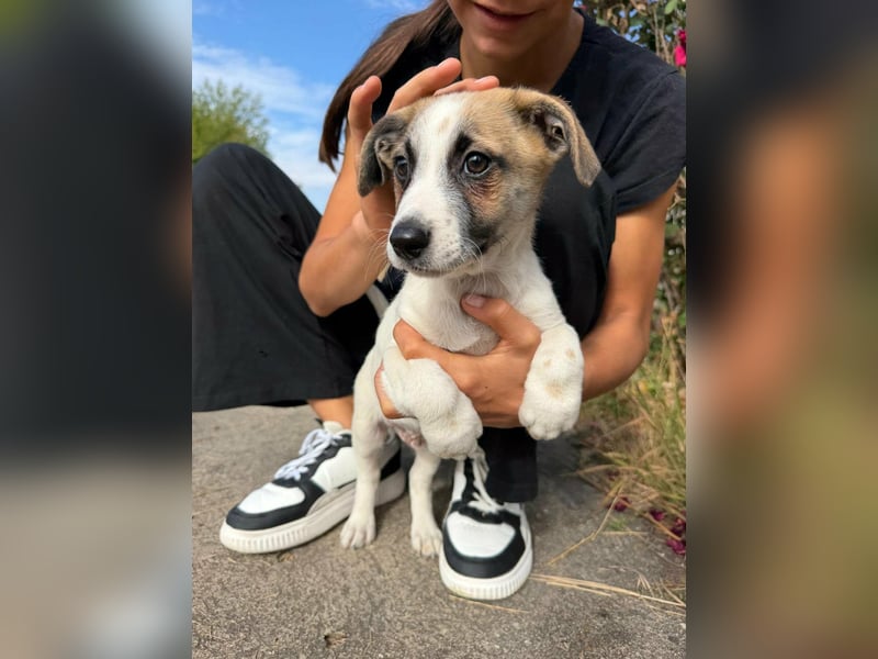 Louis, geboren 05.07.2026, 24cm sucht sein Körbchen