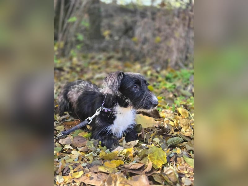 Bogyo, 7 Monate, 24cm sucht ihr Zuhause