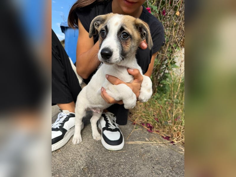 Louis, geboren 05.07.2026, 24cm sucht sein Körbchen