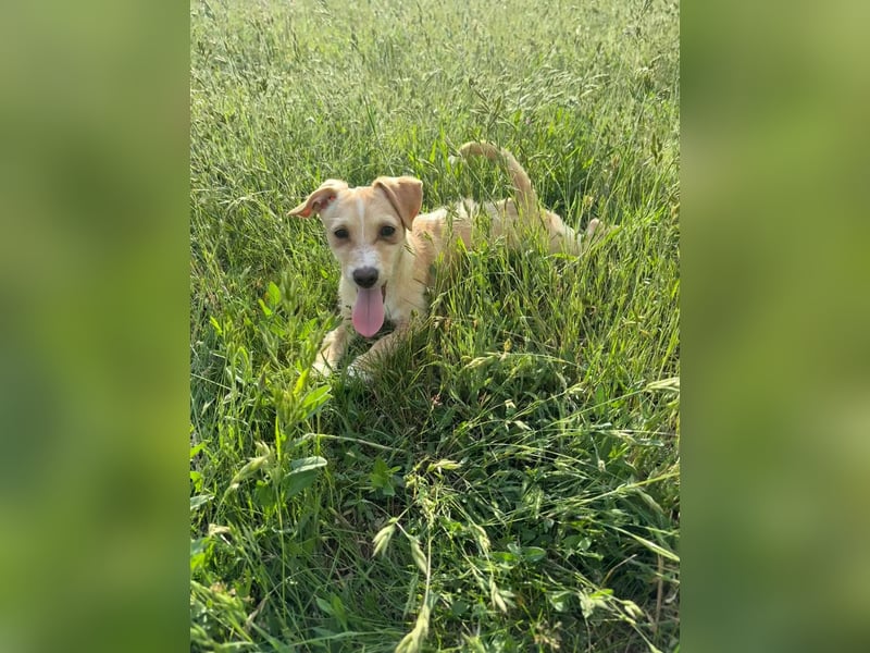 Zserbo, geb. 01.2026, 24cm sucht ihr Glück