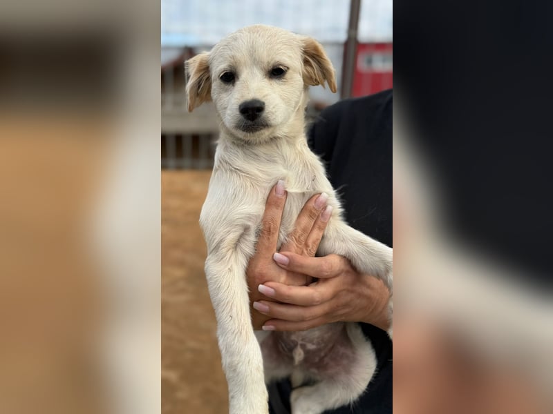 Odin sucht ein Zuhause