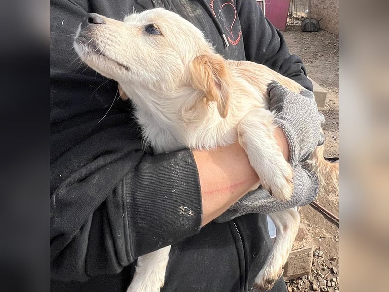 Odin sucht ein Zuhause