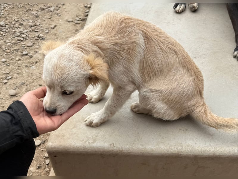 Odin sucht ein Zuhause