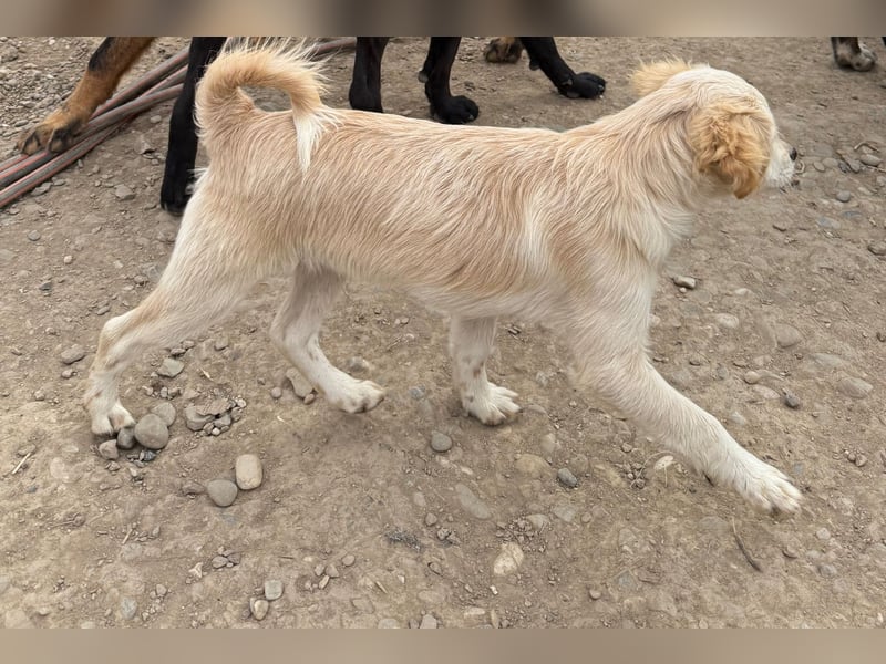 Odin sucht ein Zuhause