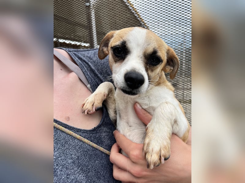 Kleine, liebe, anhängliche  Honey sucht Familie (D/CH/LUX)