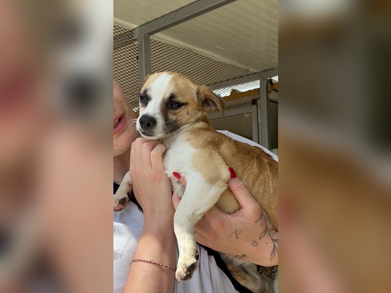 Kleine, liebe, anhängliche  Honey sucht Familie (D/CH/LUX)