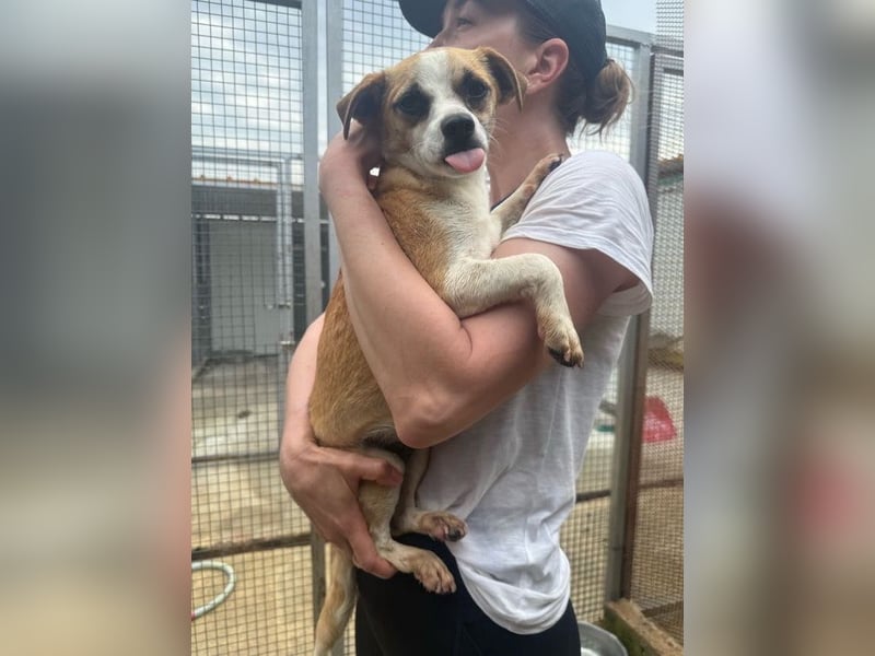 Kleine, liebe, anhängliche  Honey sucht Familie (D/CH/LUX)