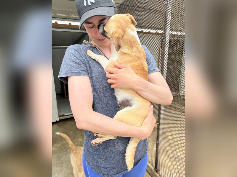 Kleine, liebe, anhängliche  Honey sucht Familie (D/CH/LUX)