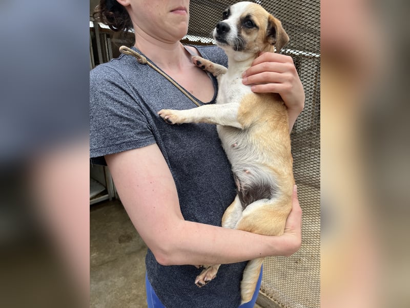 Kleine, liebe, anhängliche  Honey sucht Familie (D/CH/LUX)