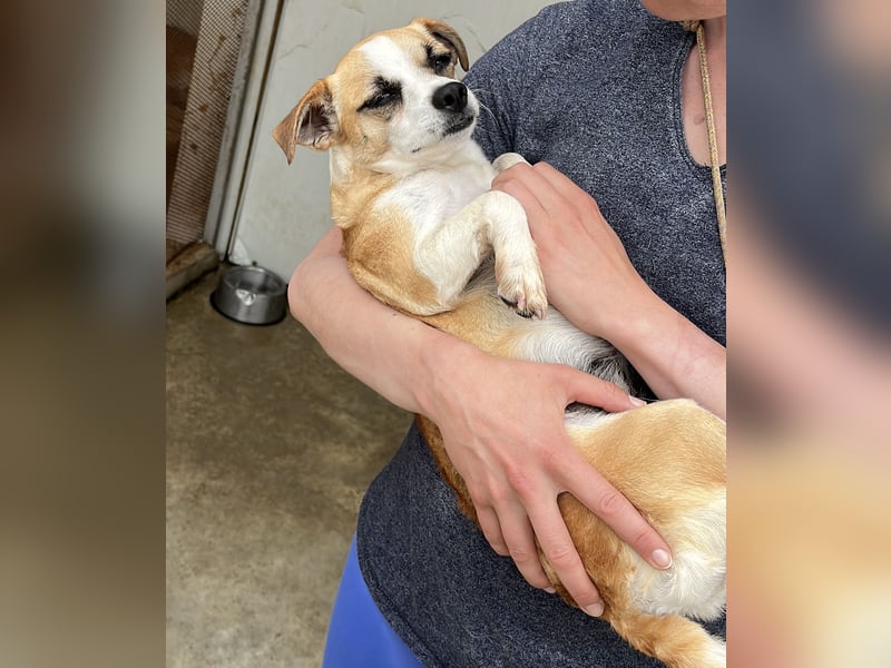 Kleine, liebe, anhängliche  Honey sucht Familie (D/CH/LUX)