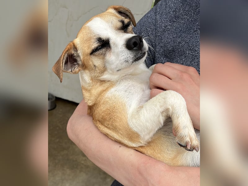 Kleine, liebe, anhängliche  Honey sucht Familie (D/CH/LUX)