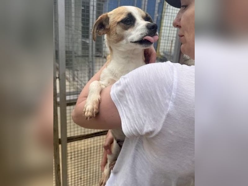 Kleine, liebe, anhängliche  Honey sucht Familie (D/CH/LUX)