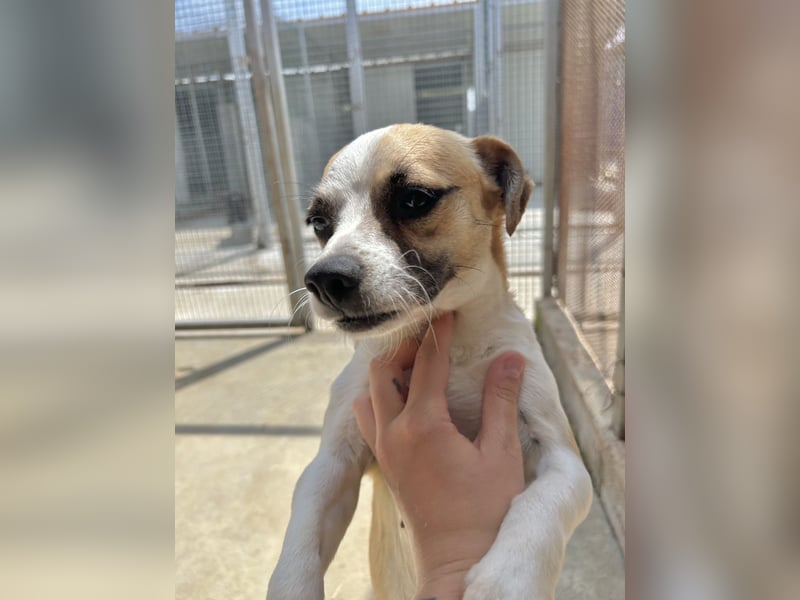 Kleine, liebe, anhängliche  Honey sucht Familie (D/CH/LUX)